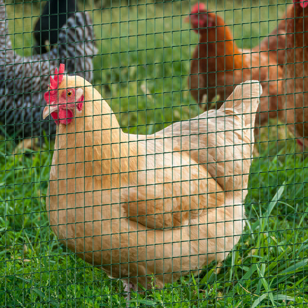 Grillage à poules, vert foncé